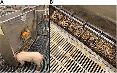 Olfactory enrichment using a maternal pheromone improved post-weaning pig performance and behavior